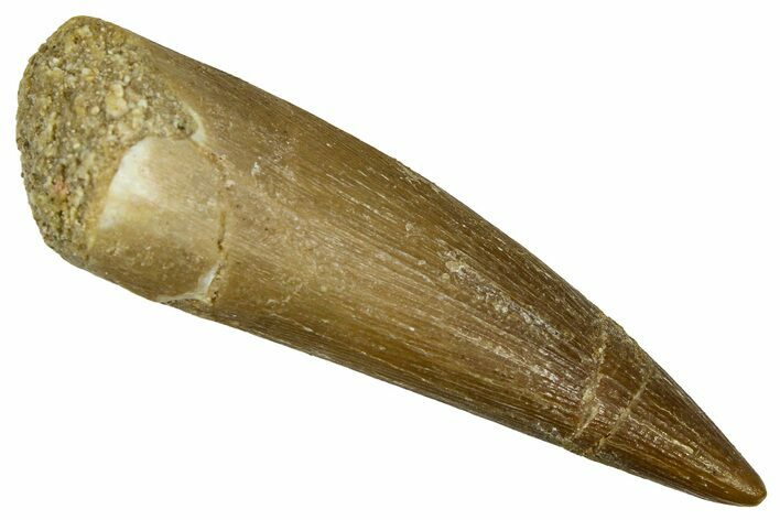 Fossil Plesiosaur (Zarafasaura) Tooth - Morocco #369955